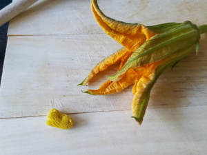 fleurs-courgettes-3